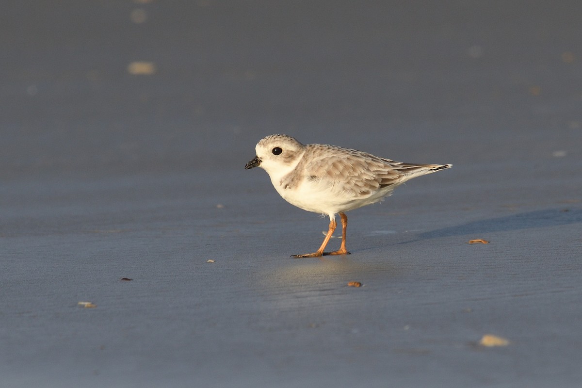 Piping Plover - ML624046638