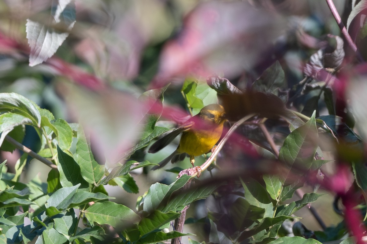 Wilson's Warbler - Sheng Jiang