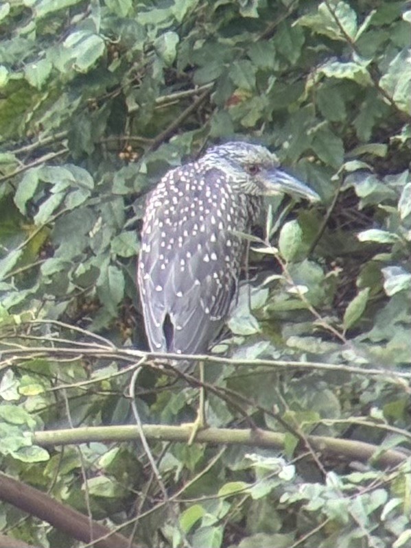 Yellow-crowned Night Heron (Yellow-crowned) - ML624046643