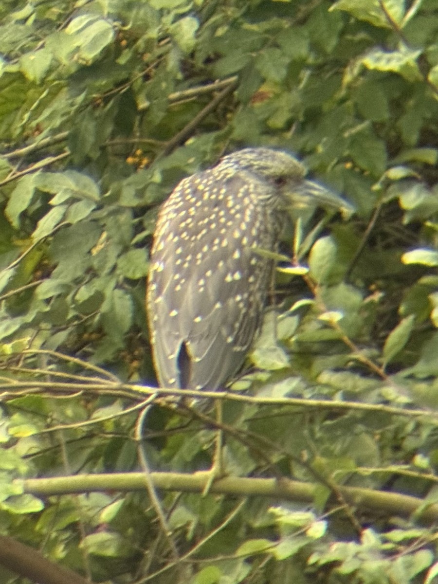 Yellow-crowned Night Heron (Yellow-crowned) - ML624046644