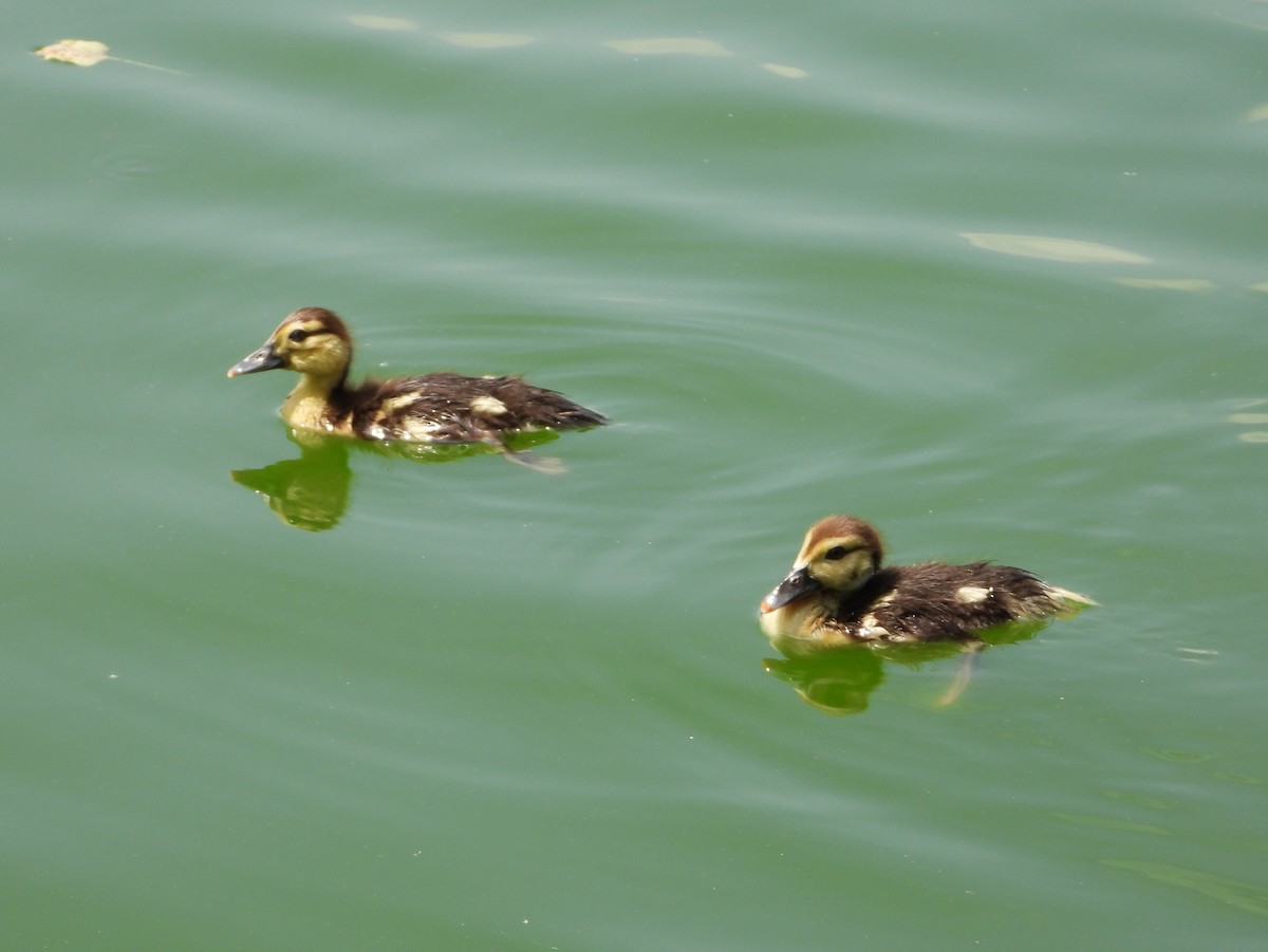 Muscovy Duck (Domestic type) - ML624046656