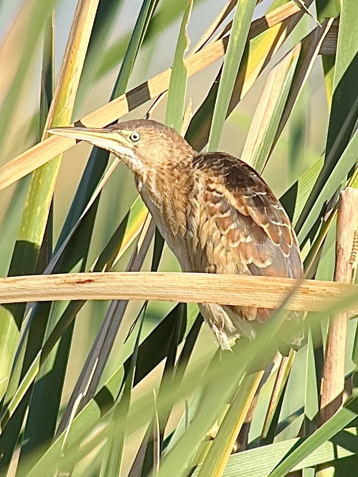 Least Bittern - ML624046660