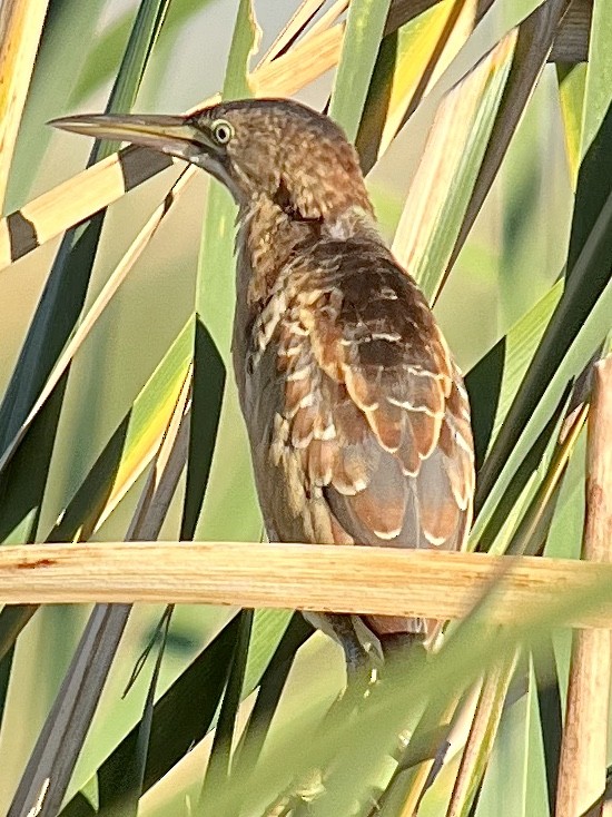 Least Bittern - ML624046661