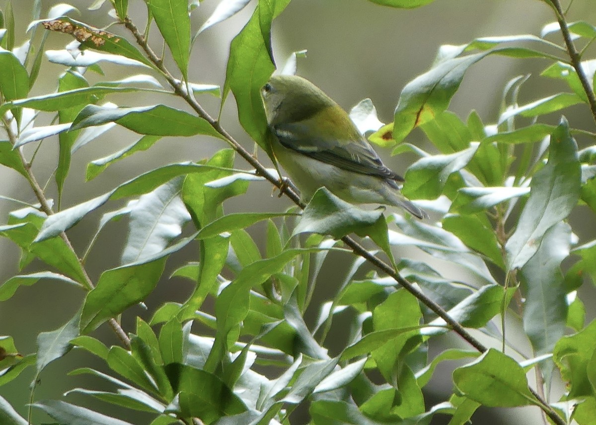 Northern Parula - ML624046671