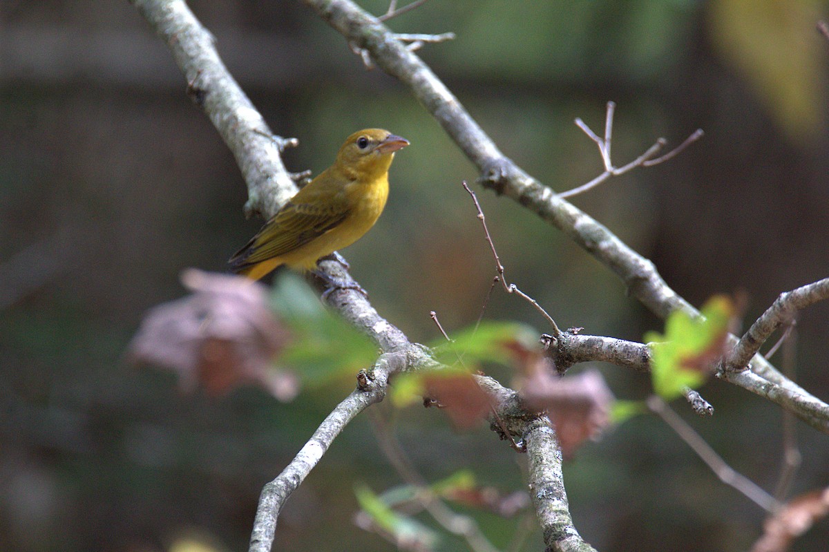 アカフウキンチョウ - ML624046673