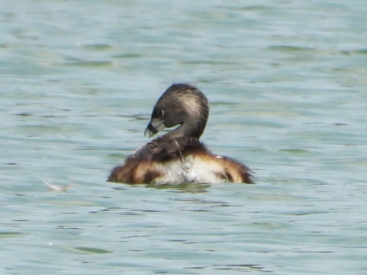 Pied-billed Grebe - Rocío Reybal 🐦