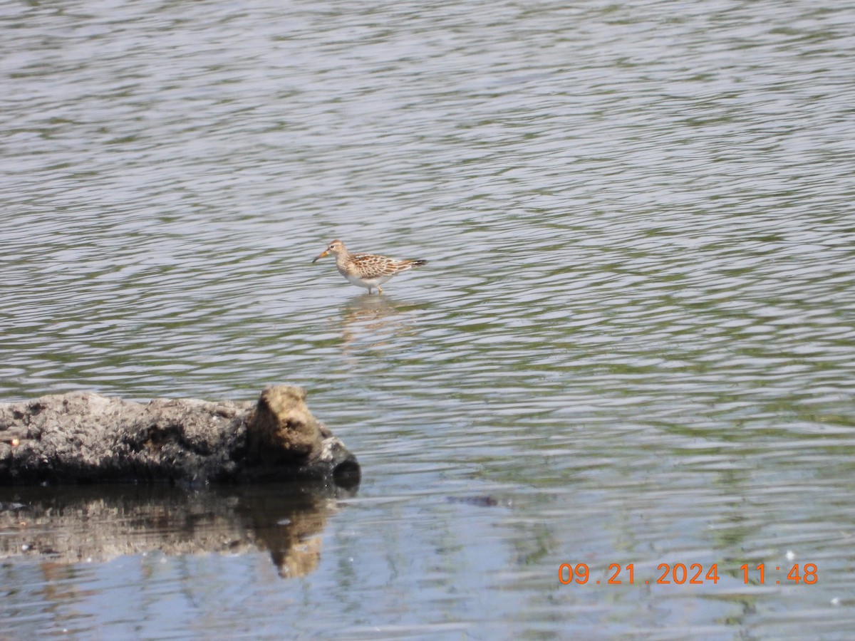 Pectoral Sandpiper - ML624046685