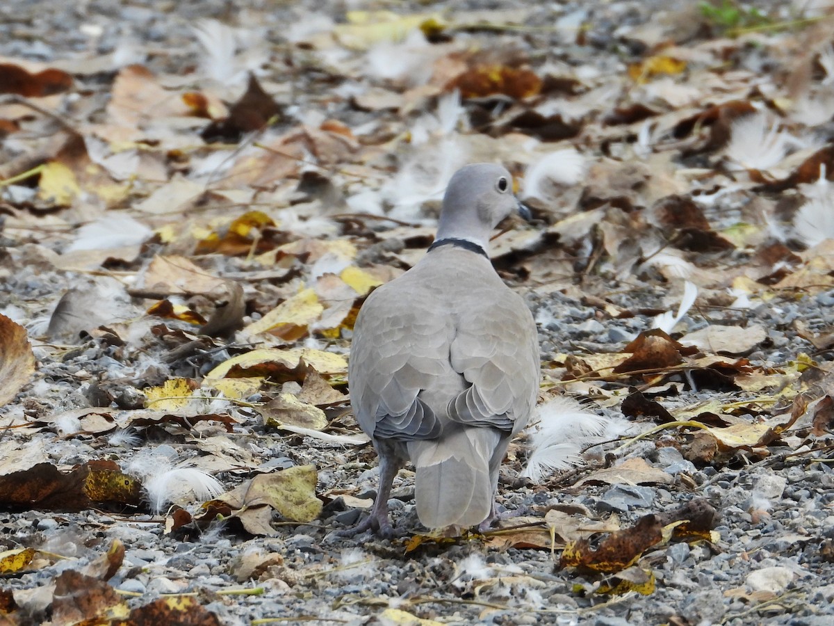 Eurasian Collared-Dove - ML624046692