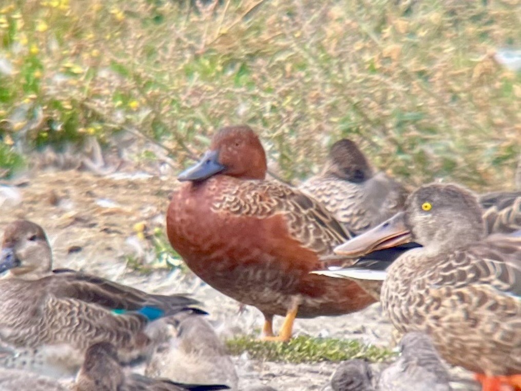 Cinnamon Teal - Brooke Zhou