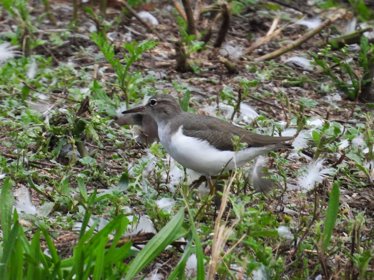 Spotted Sandpiper - ML624046711