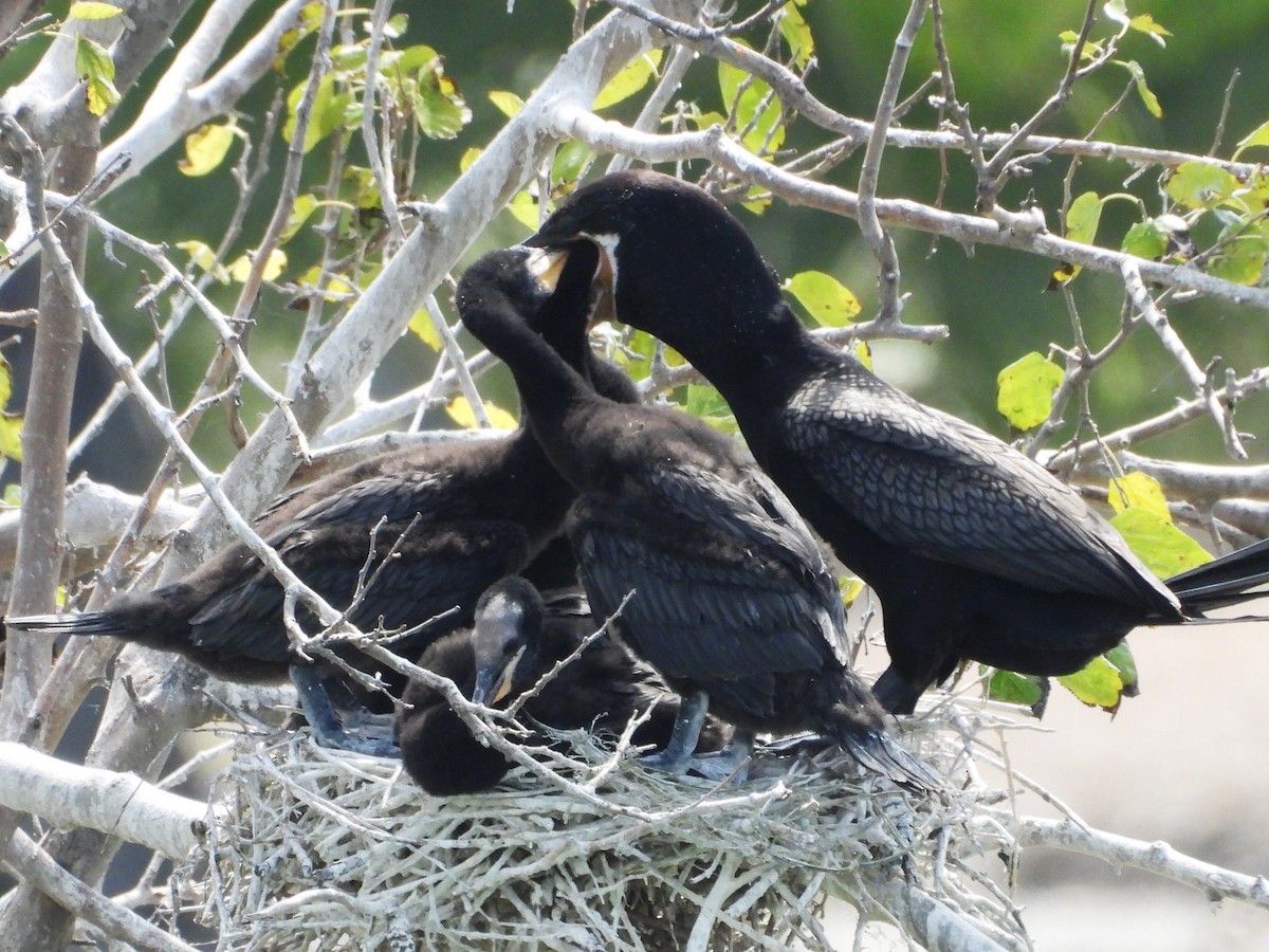 Neotropic Cormorant - ML624046727