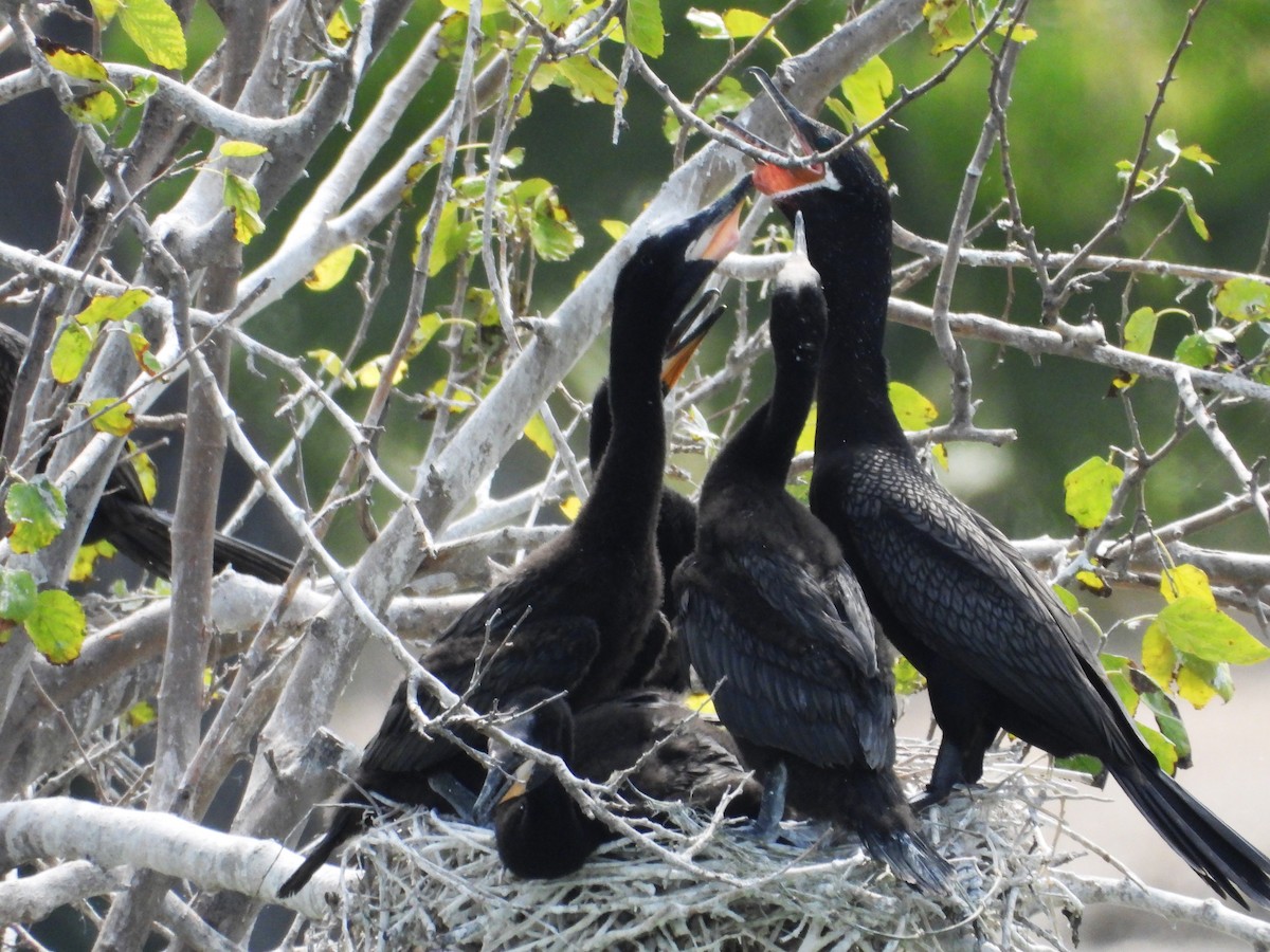 Neotropic Cormorant - ML624046728