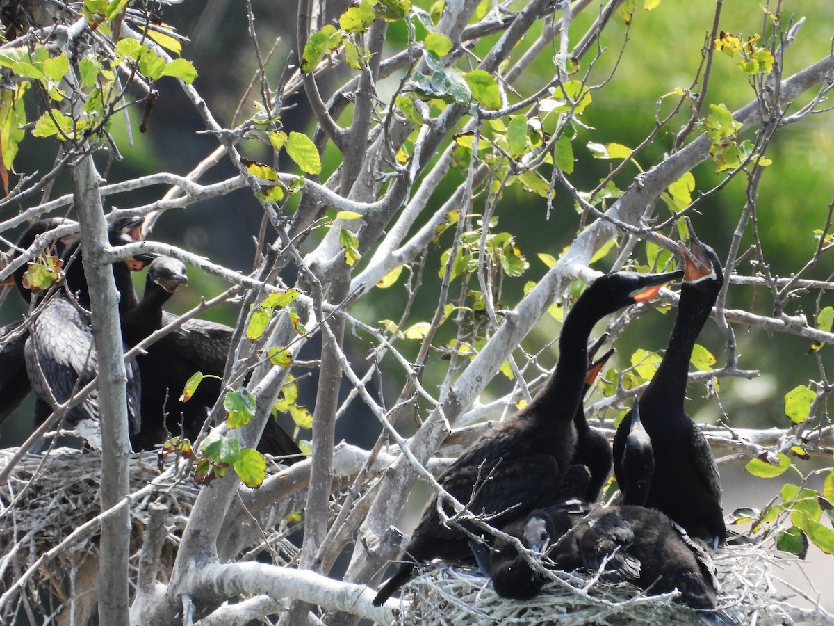 Neotropic Cormorant - ML624046729