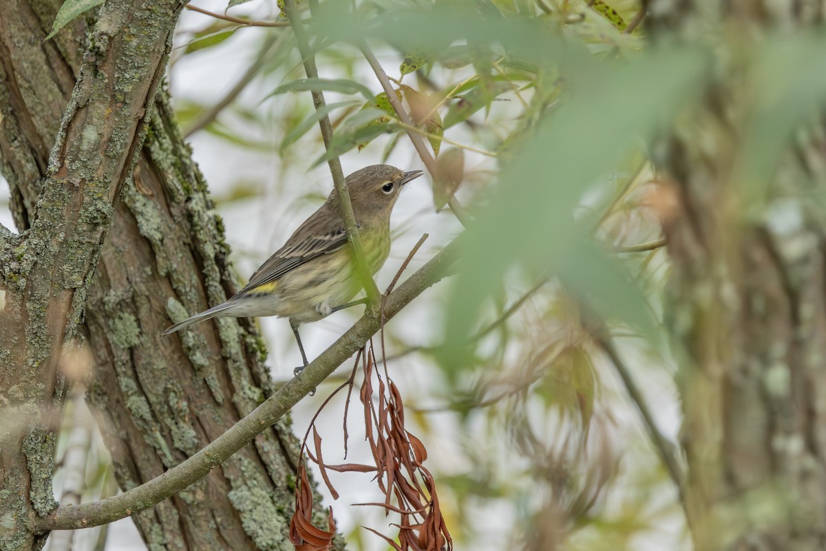 Yellow-rumped Warbler - ML624046736