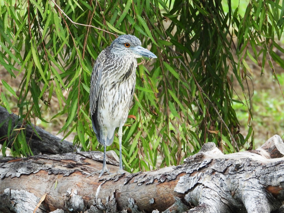 Yellow-crowned Night Heron - ML624046742