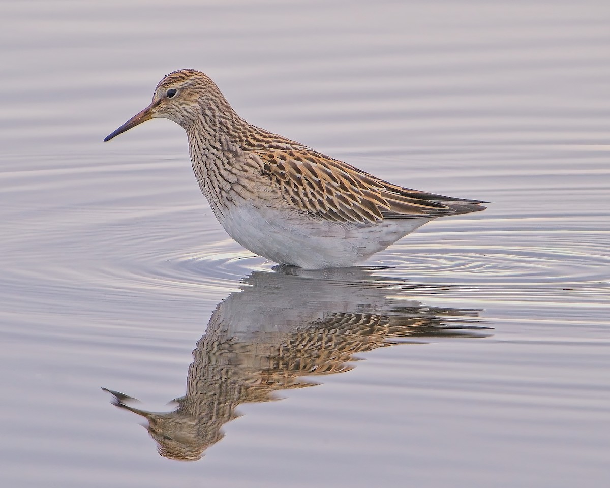 Pectoral Sandpiper - Frank Letniowski