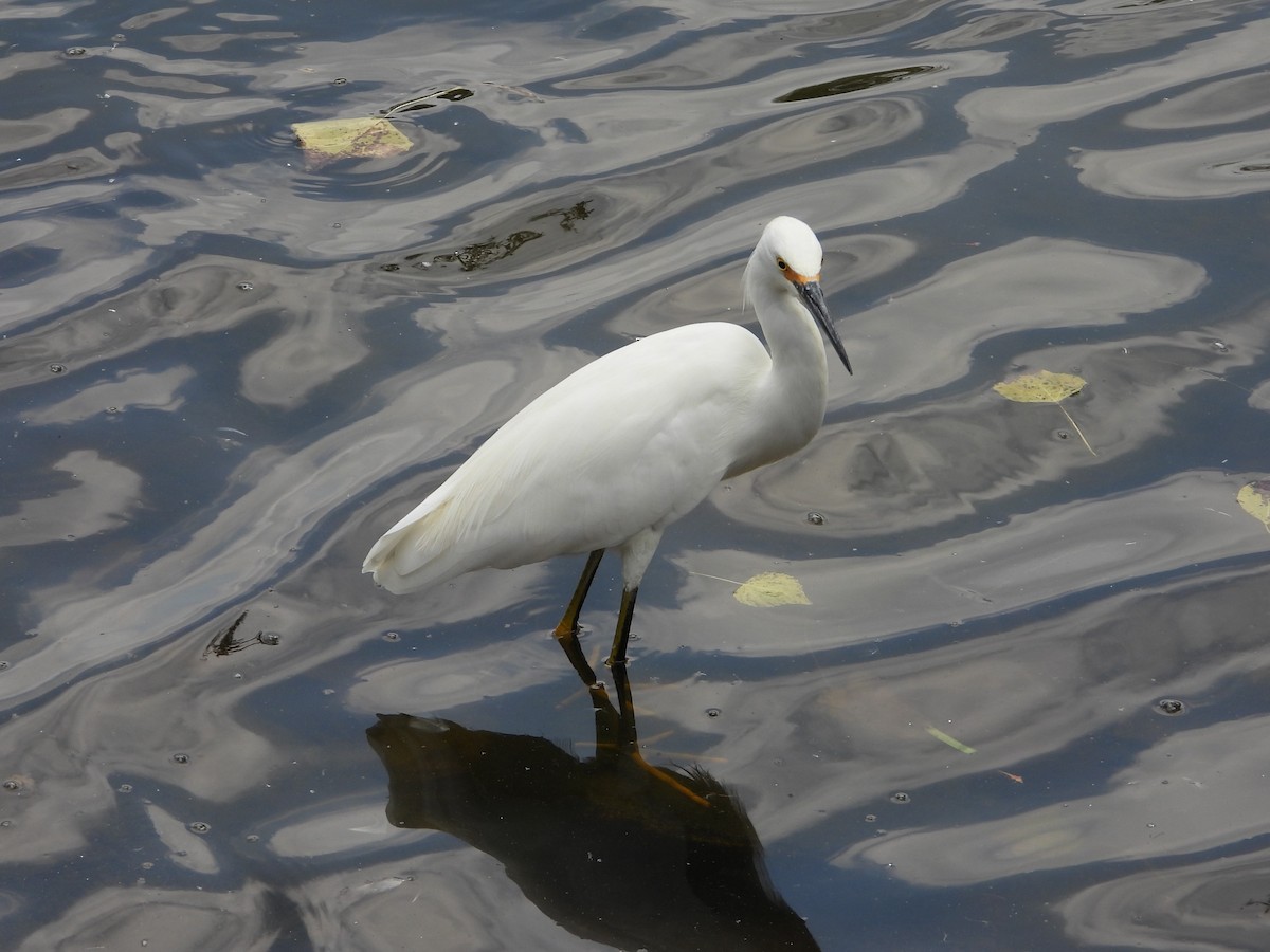 Snowy Egret - ML624046757