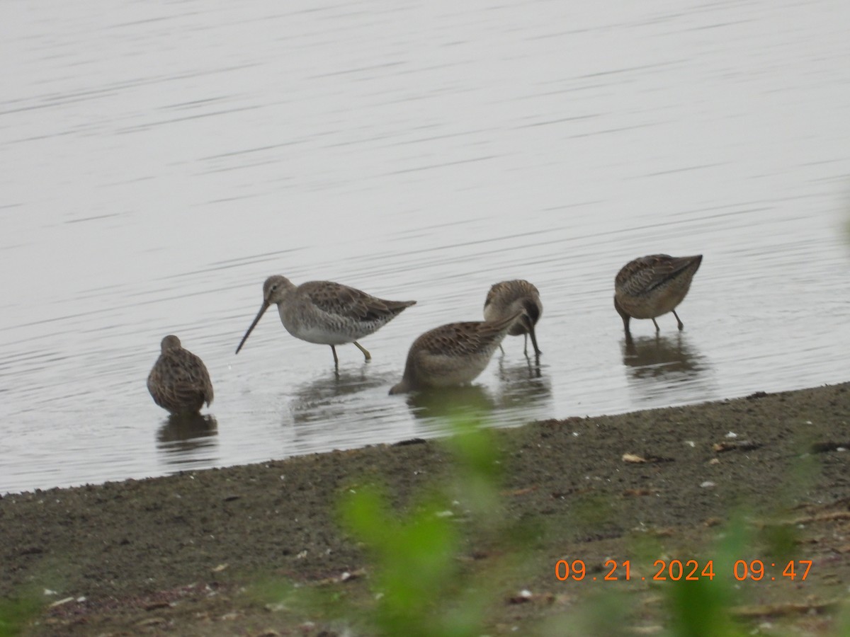 Long-billed Dowitcher - ML624046762