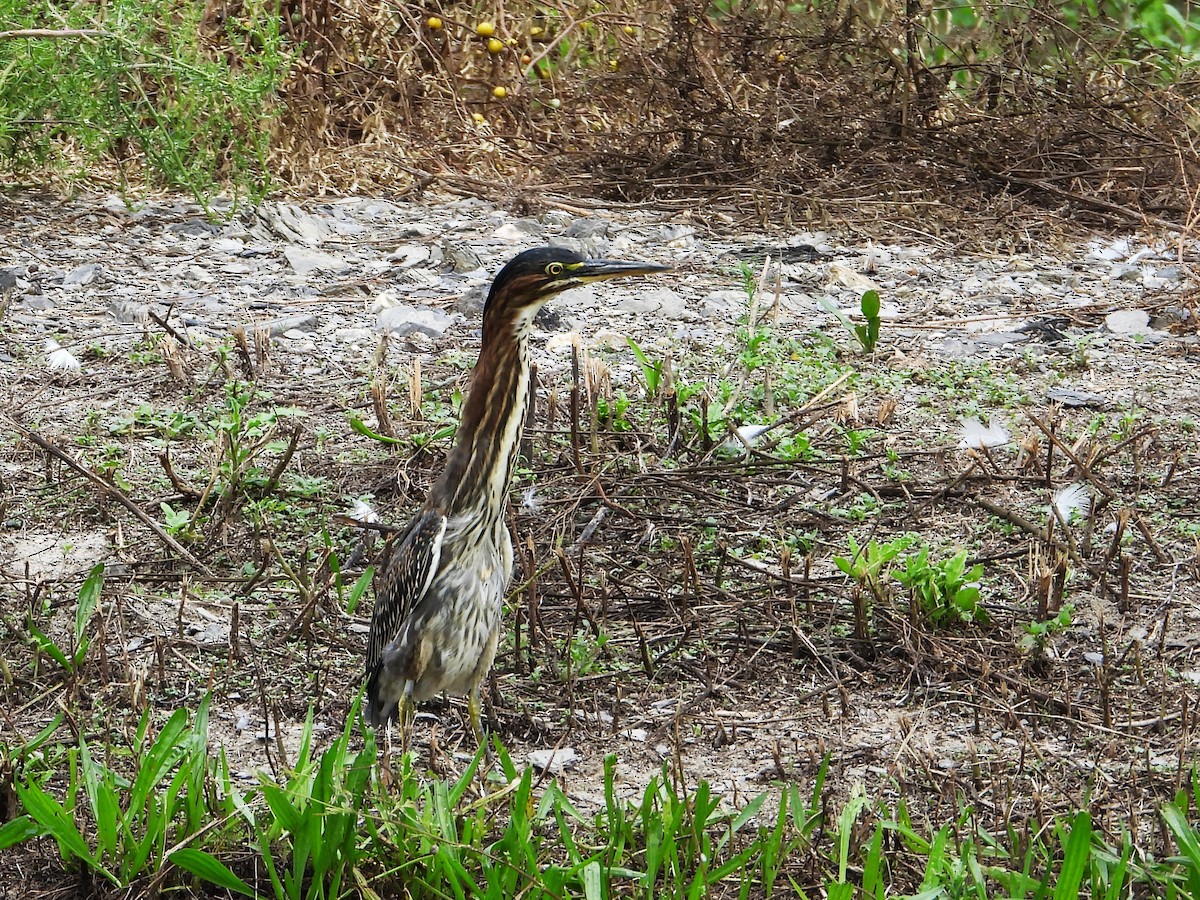 Green Heron - ML624046764