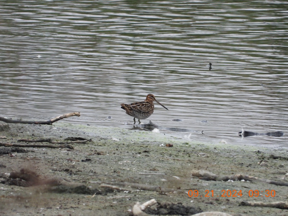 Wilson's Snipe - ML624046775