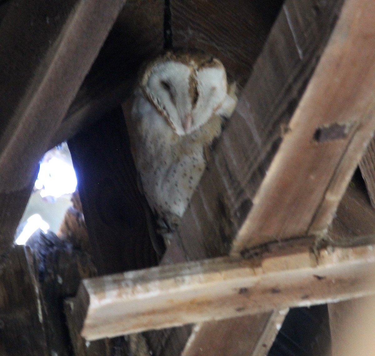 Barn Owl - ML624046777