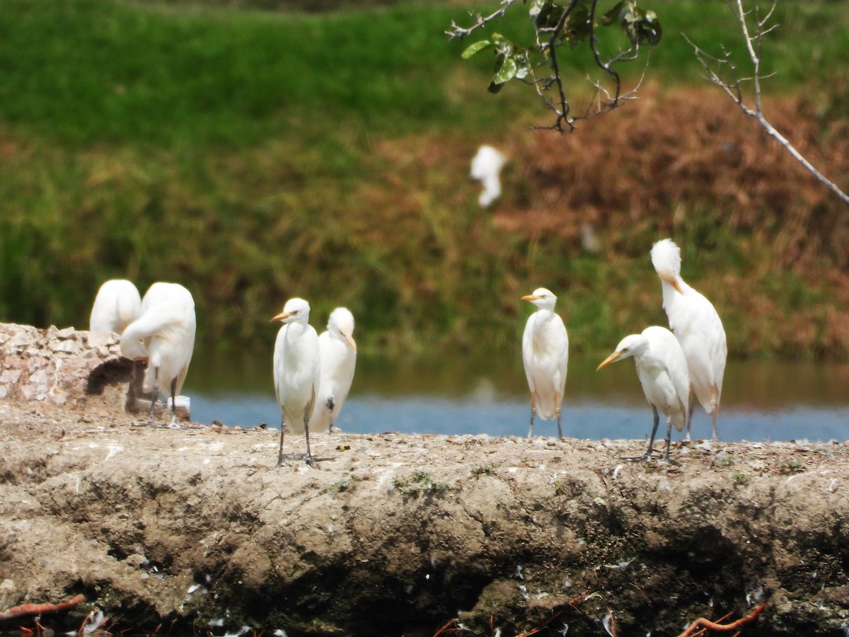 Western Cattle Egret - ML624046779