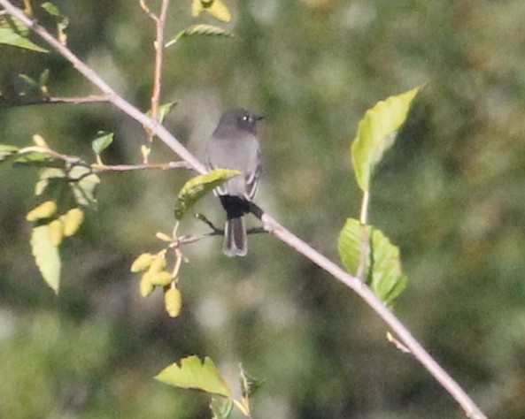 Black Phoebe - ML624046789