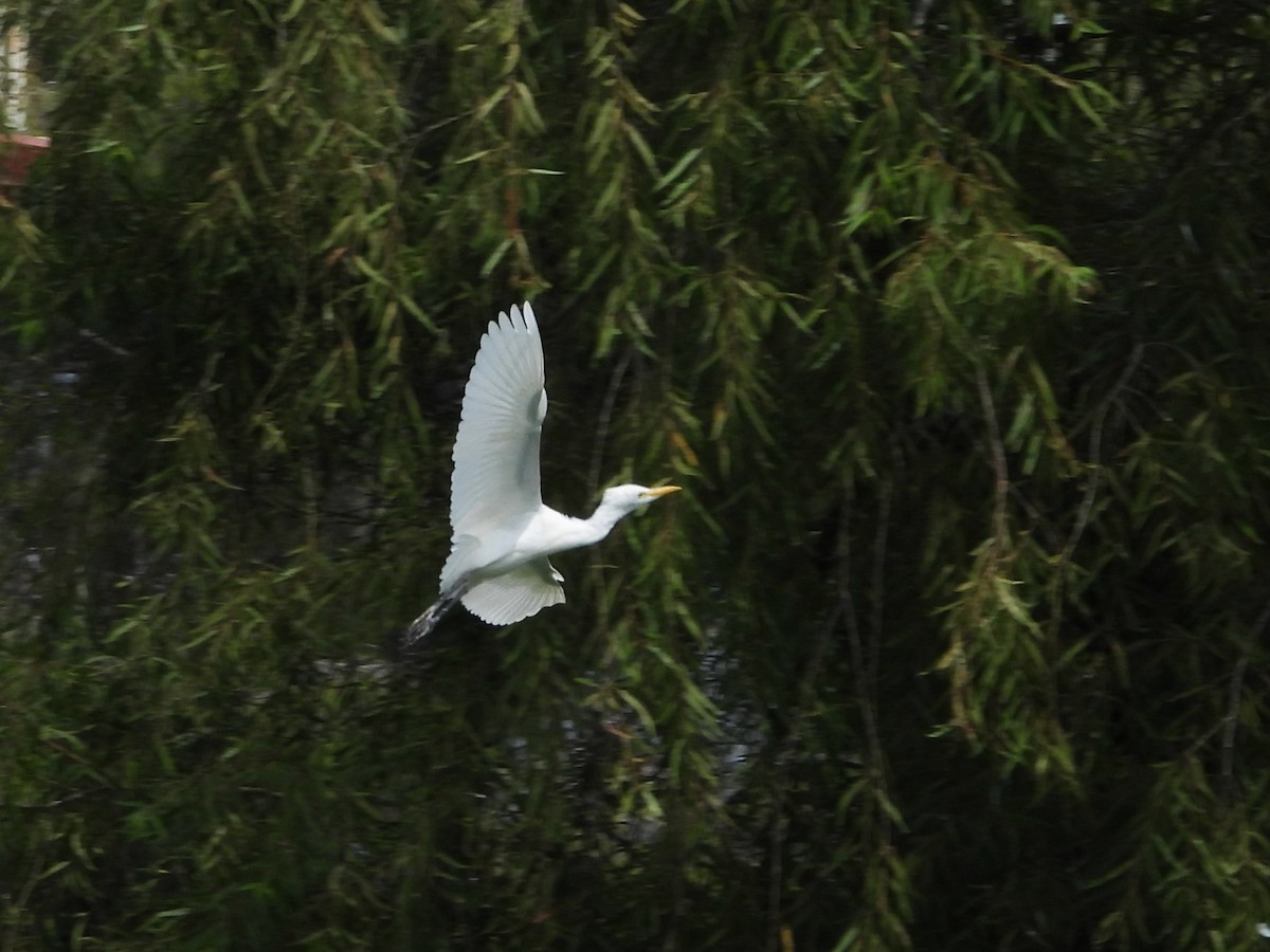 Western Cattle Egret - ML624046793