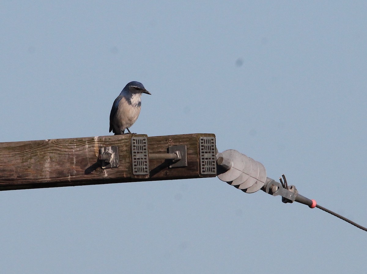 California Scrub-Jay - ML624046795