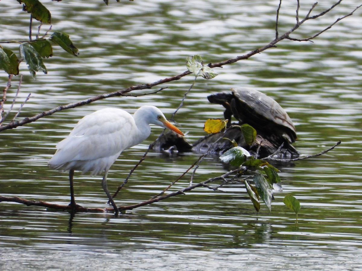 Western Cattle Egret - ML624046797