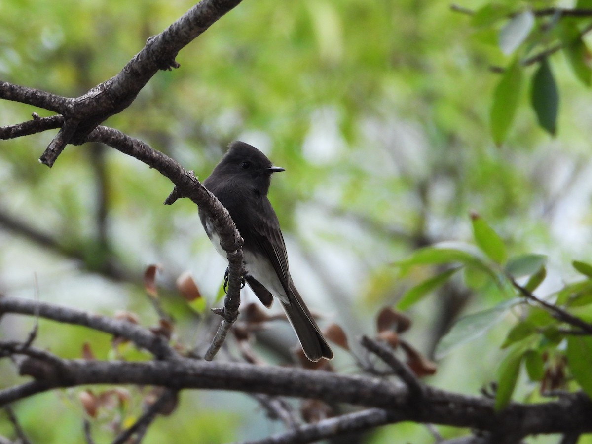 Black Phoebe - ML624046814