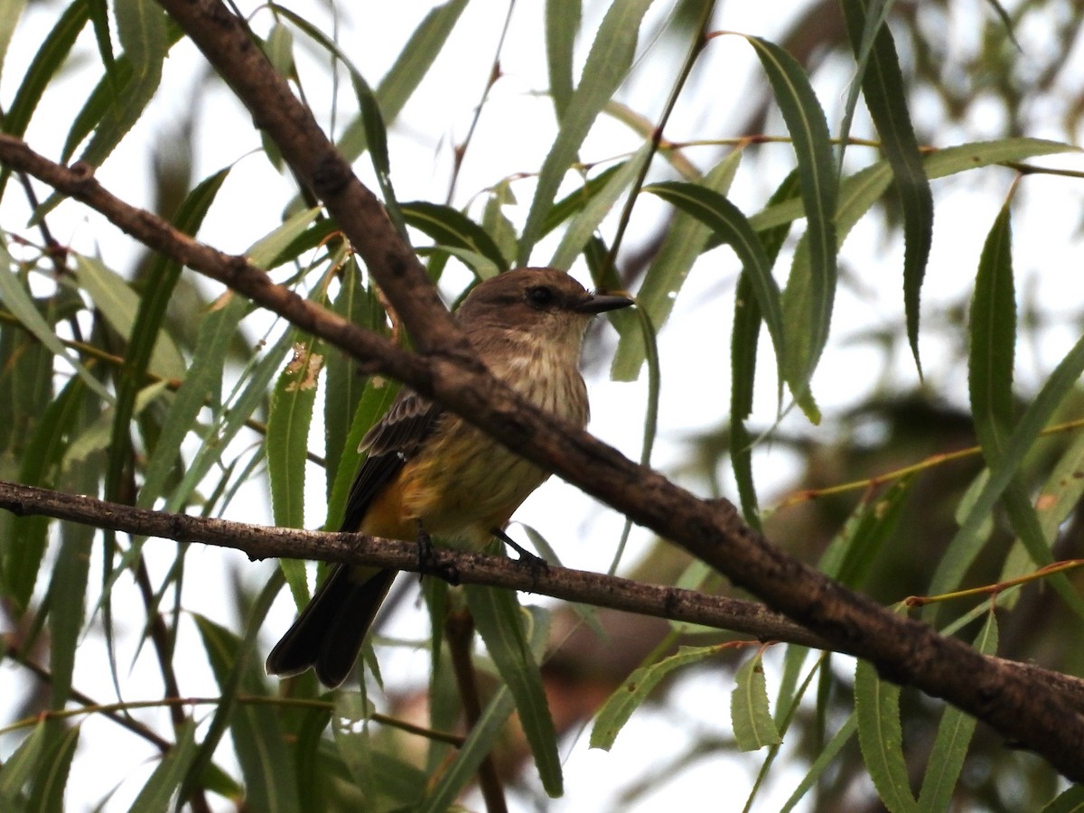 Vermilion Flycatcher - ML624046816