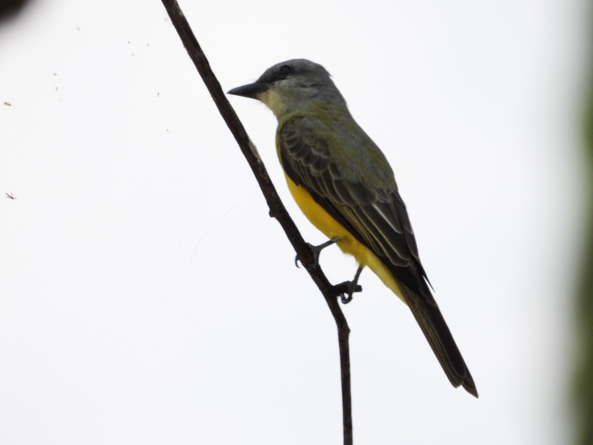 Western Kingbird - ML624046821