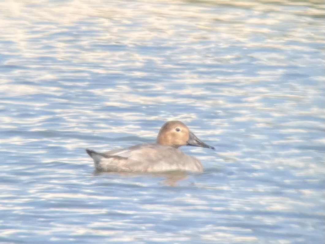 Canvasback - ML624046836