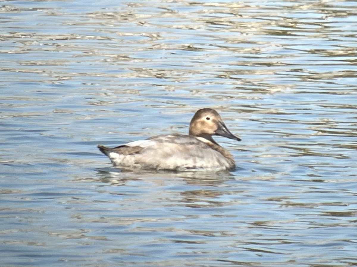 Canvasback - ML624046839