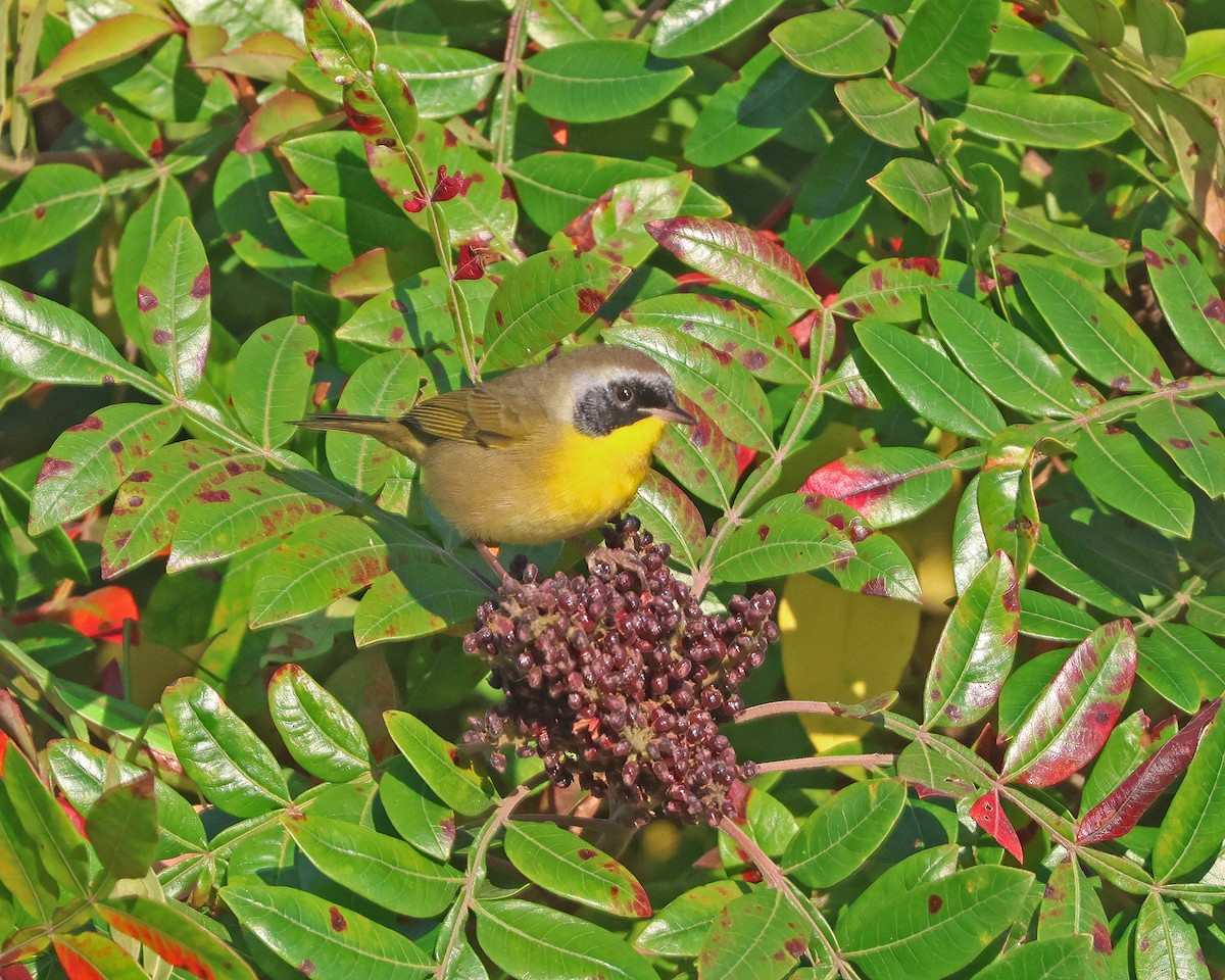 Weidengelbkehlchen - ML624046847