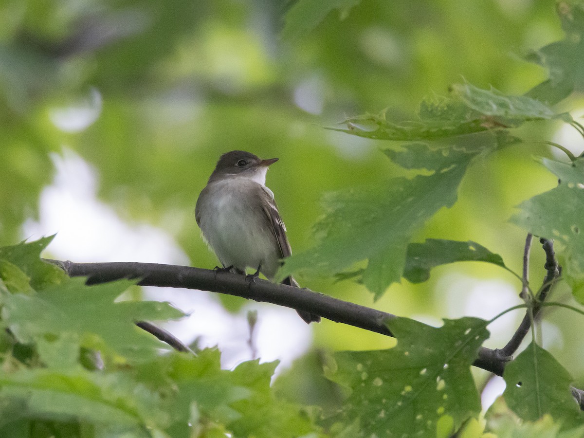 Alder Flycatcher - ML624046864