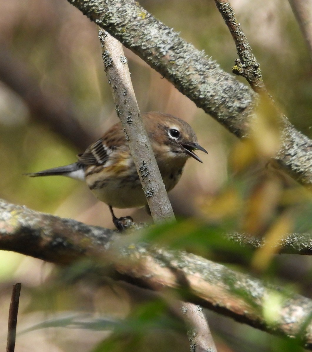 Yellow-rumped Warbler - ML624046868