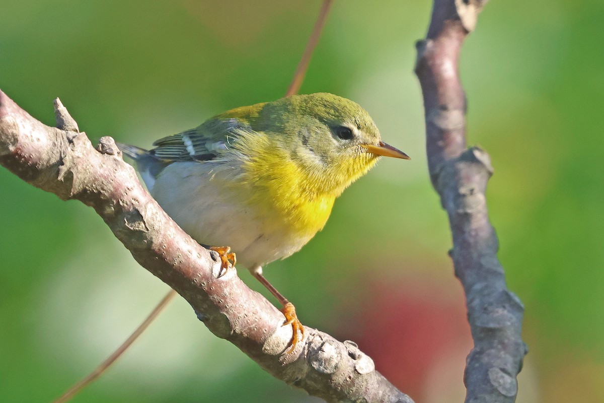 Northern Parula - ML624046875