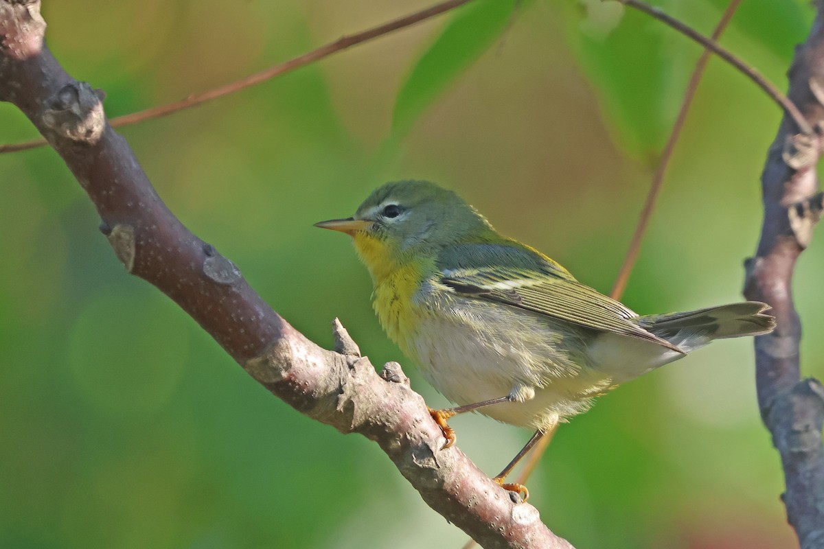 Northern Parula - ML624046877