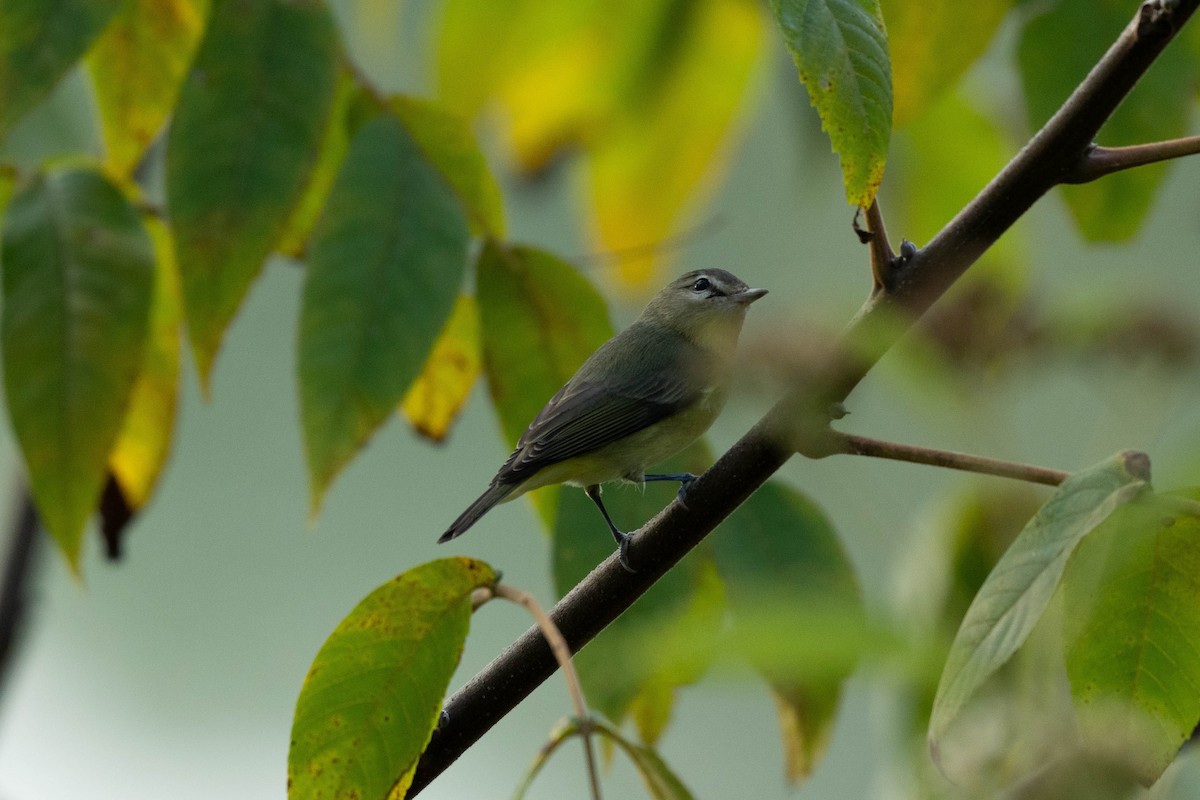 Philadelphia Vireo - ML624046880