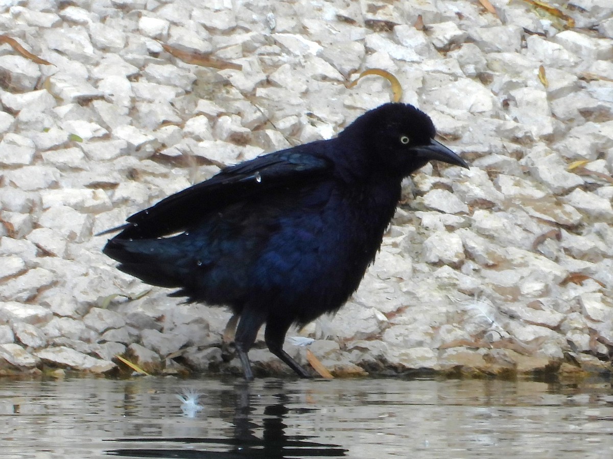 Great-tailed Grackle - ML624046887