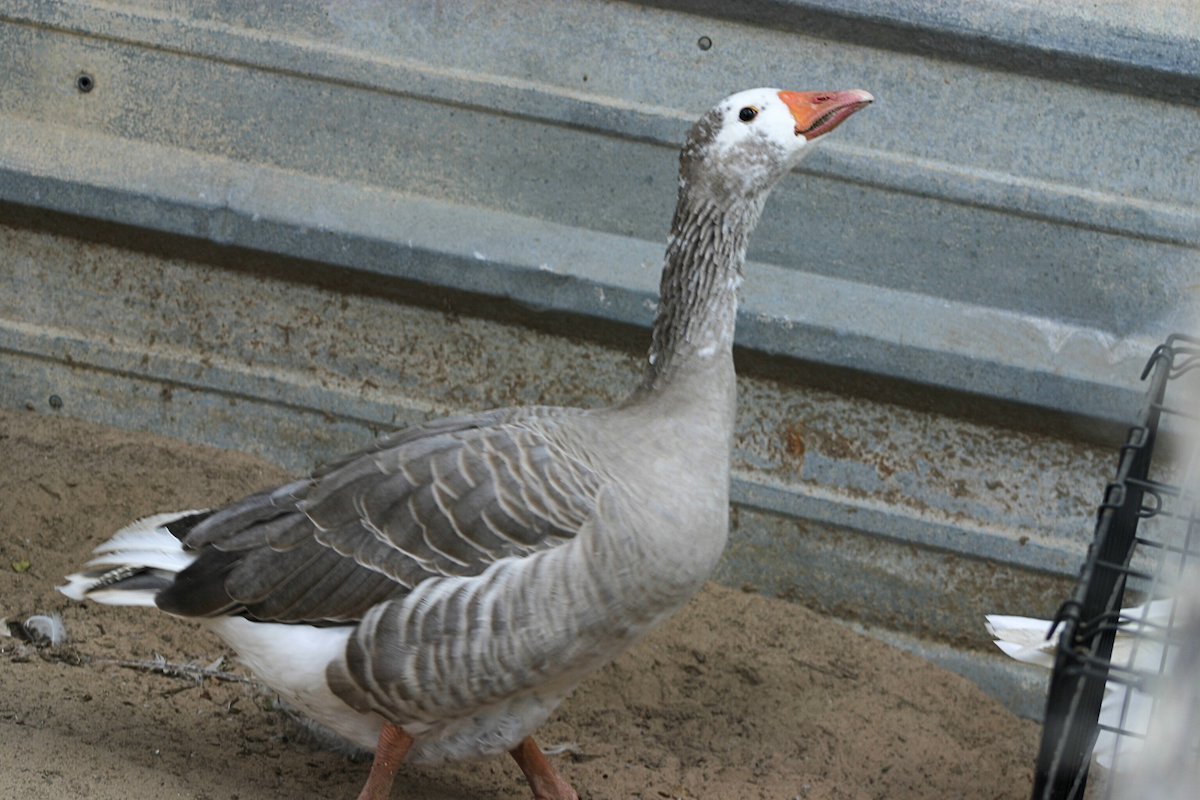 Domestic goose sp. (Domestic type) - ML624046890