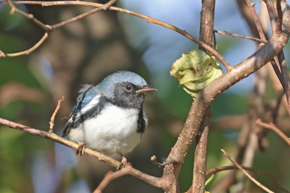 Black-throated Blue Warbler - ML624046895