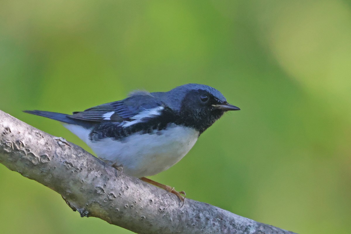 Black-throated Blue Warbler - ML624046896