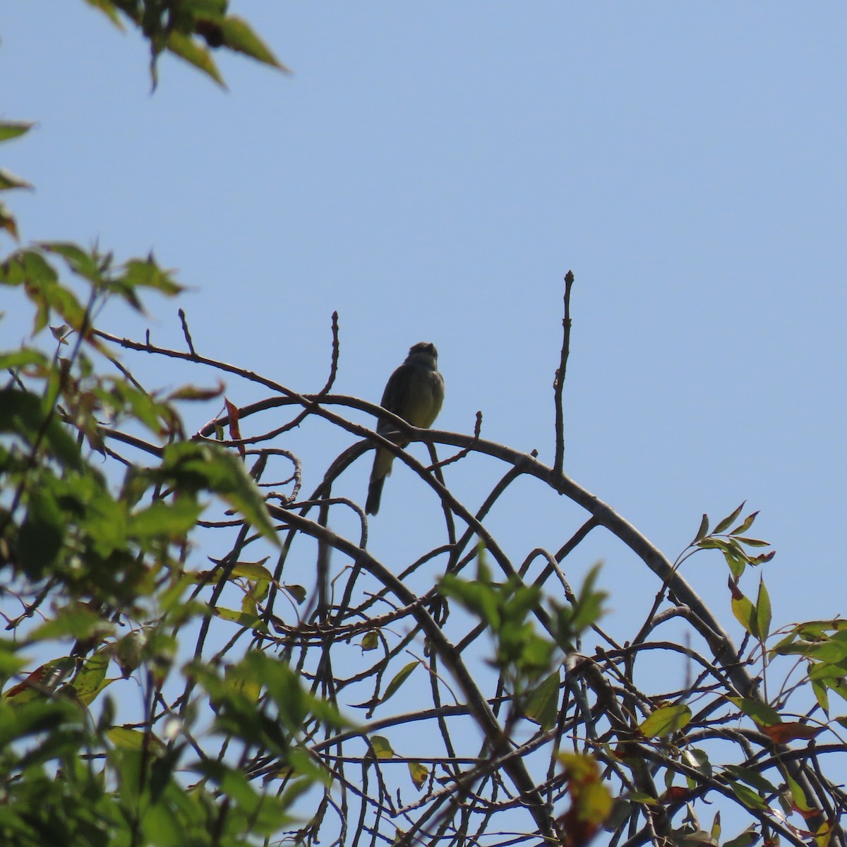 Cassin's Kingbird - ML624046900