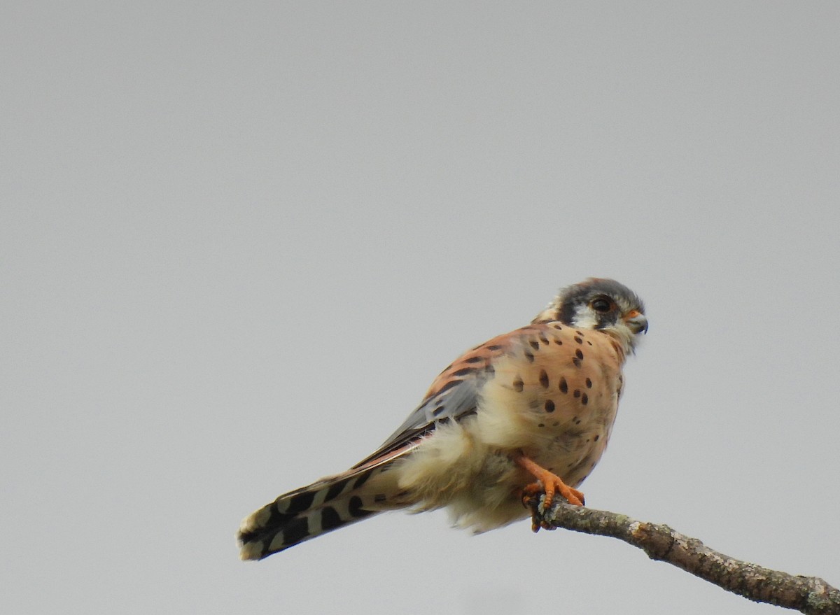 American Kestrel - ML624046903