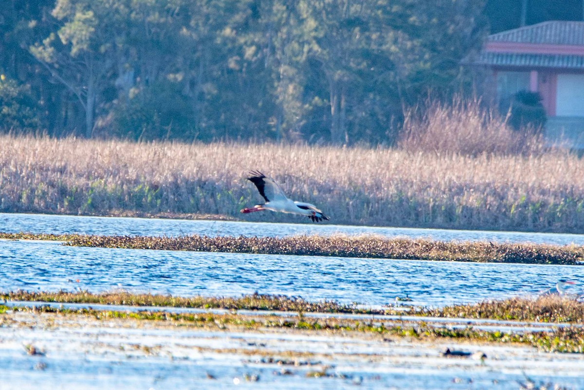 Maguari Stork - ML624046904