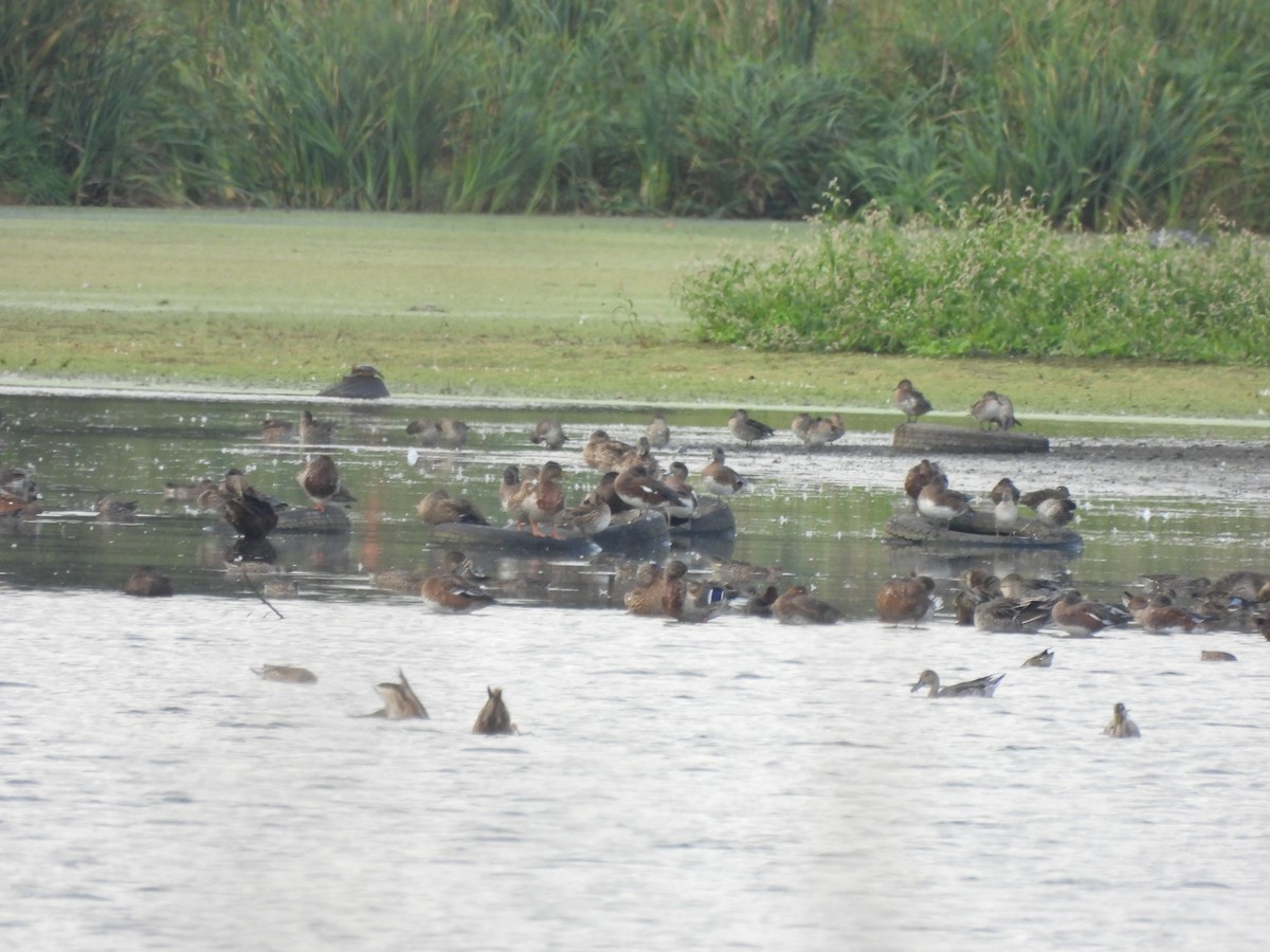 Northern Pintail - ML624046906