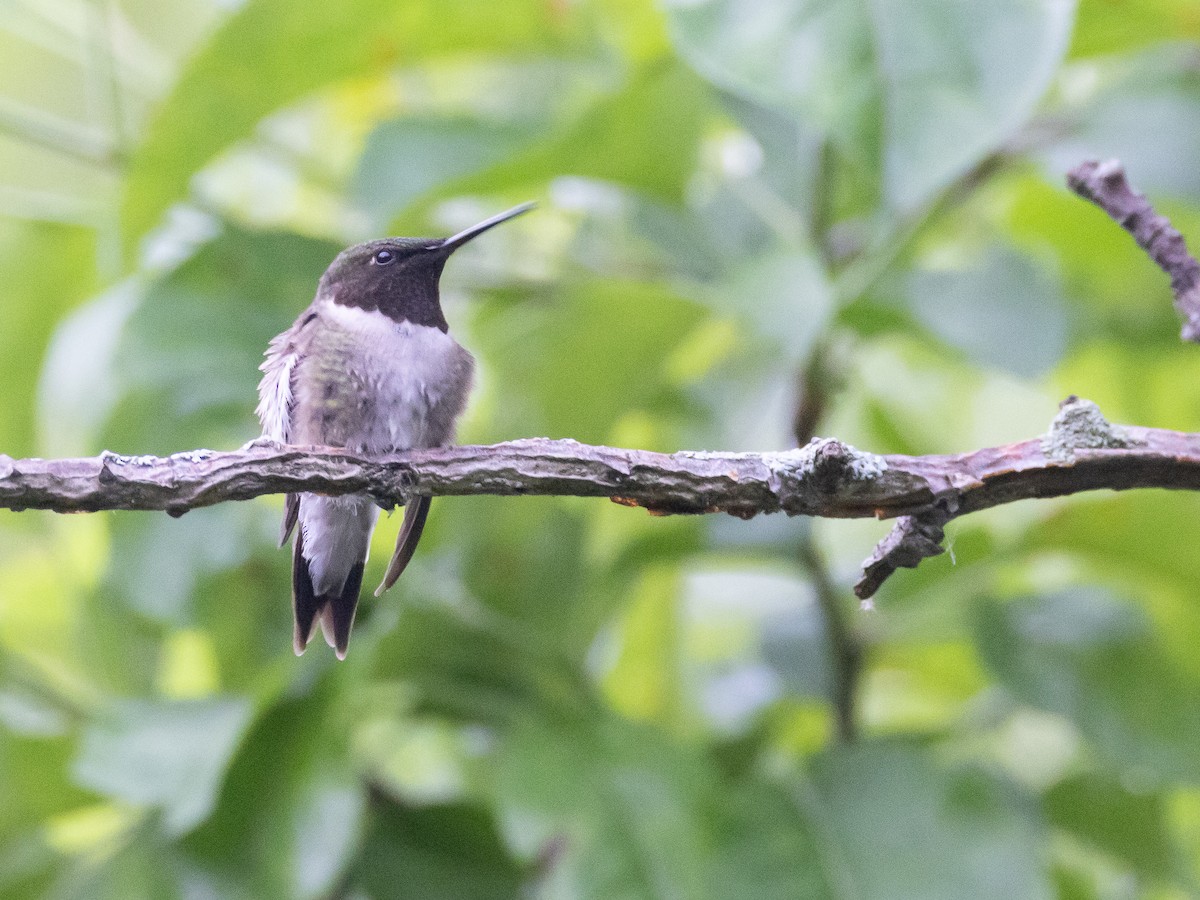 Ruby-throated Hummingbird - ML624046907